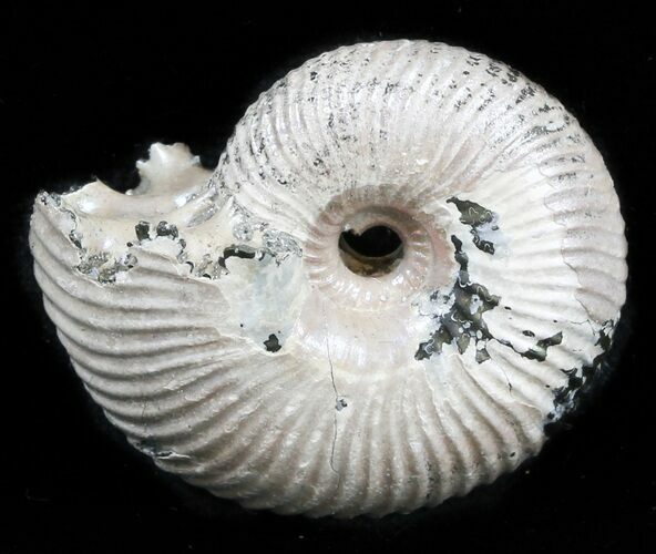 Iridescent Ammonite (Eboraciceras) Fossil - Russia #34621